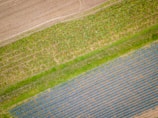 Aerial view of agricultural fields with distinct rows and patterns. The top portion shows a field with cultivated crops displaying varying shades of green. The middle section exhibits a lighter green strip, possibly representing a grass-covered path, while the bottom section features rows of darker plants with blue-green hues, likely crops at a different growth stage.