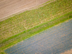 Aerial view of agricultural fields with distinct rows and patterns. The top portion shows a field with cultivated crops displaying varying shades of green. The middle section exhibits a lighter green strip, possibly representing a grass-covered path, while the bottom section features rows of darker plants with blue-green hues, likely crops at a different growth stage.