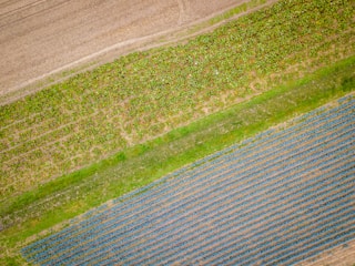 Aerial view of agricultural fields with distinct rows and patterns. The top portion shows a field with cultivated crops displaying varying shades of green. The middle section exhibits a lighter green strip, possibly representing a grass-covered path, while the bottom section features rows of darker plants with blue-green hues, likely crops at a different growth stage.