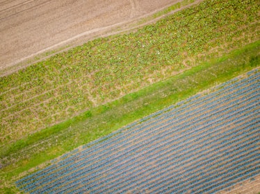 Aerial view of agricultural fields with distinct rows and patterns. The top portion shows a field with cultivated crops displaying varying shades of green. The middle section exhibits a lighter green strip, possibly representing a grass-covered path, while the bottom section features rows of darker plants with blue-green hues, likely crops at a different growth stage.