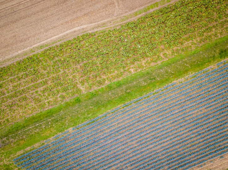 Aerial view of agricultural fields with distinct rows and patterns. The top portion shows a field with cultivated crops displaying varying shades of green. The middle section exhibits a lighter green strip, possibly representing a grass-covered path, while the bottom section features rows of darker plants with blue-green hues, likely crops at a different growth stage.