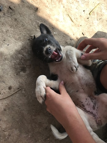 A dog playing with its owner during a training session.