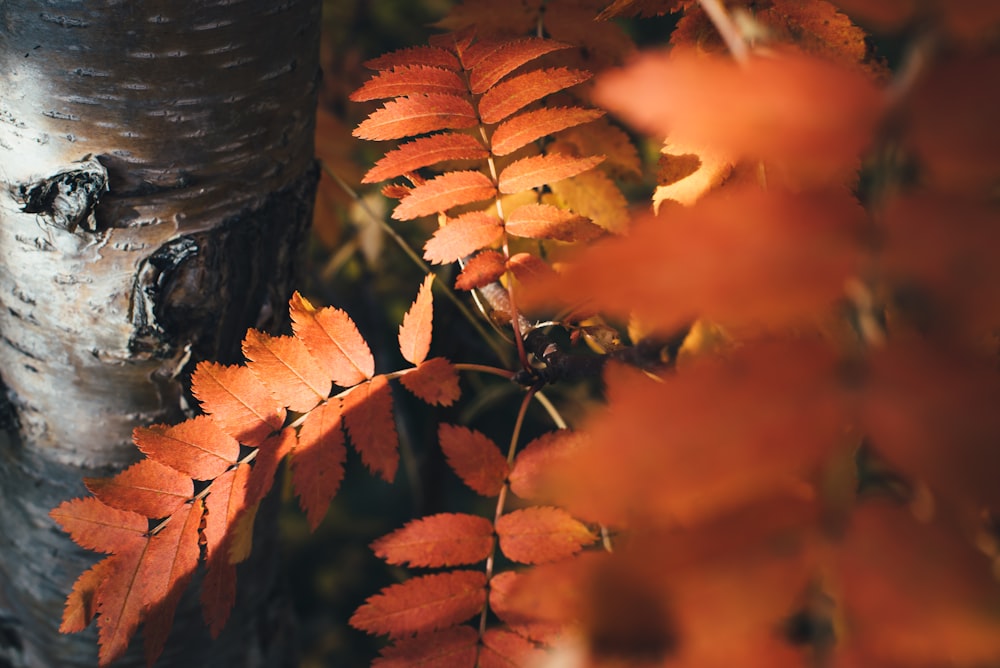 fotografia de foco raso de folhas marrons