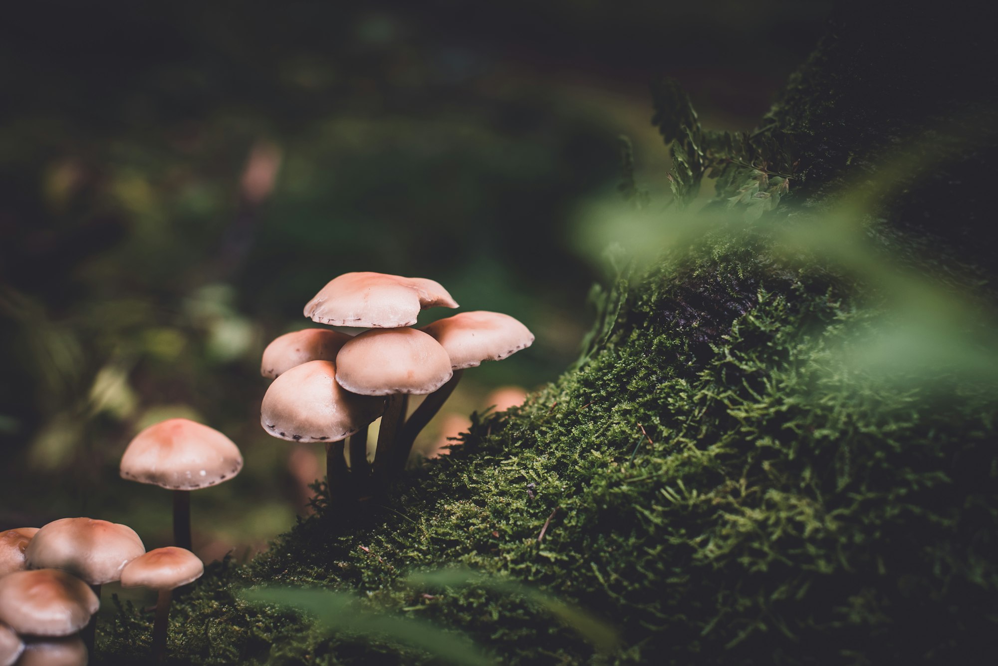 🍄 Plastic-eating mushrooms - a key to removing plastic waste?