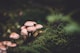 selective focus photography of pink mushrooms