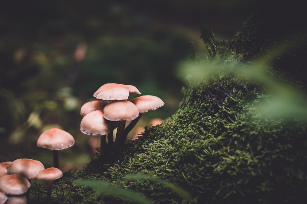 Fotografia a fuoco selettiva di funghi rosa