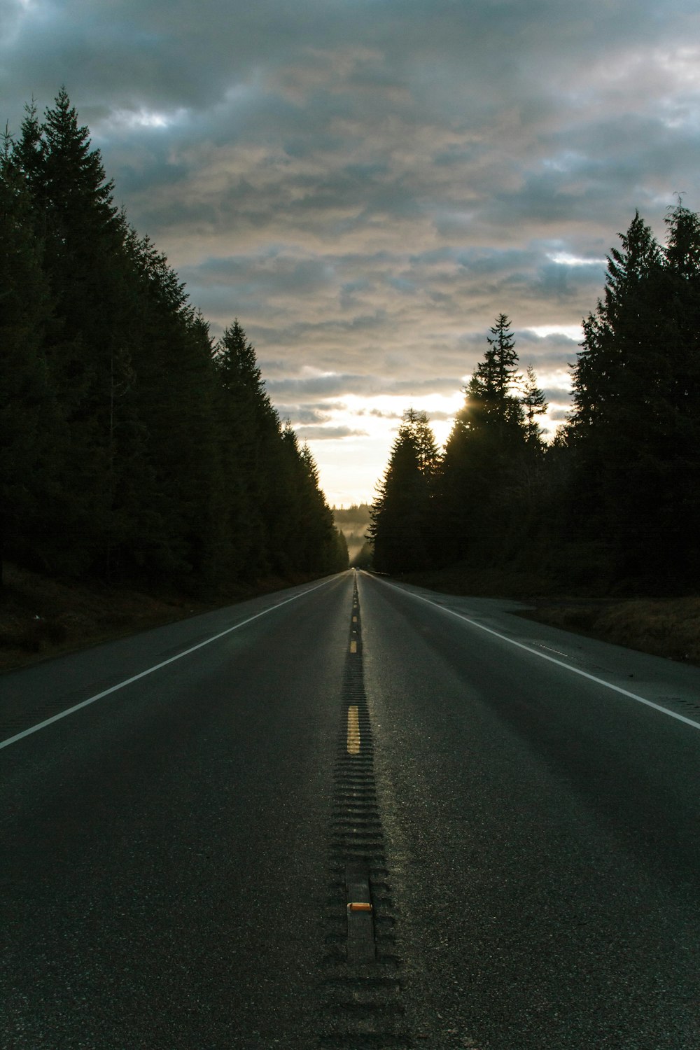 trees beside road