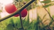 Close-up of ripe tomatoes and cucumbers with morning dew on them.