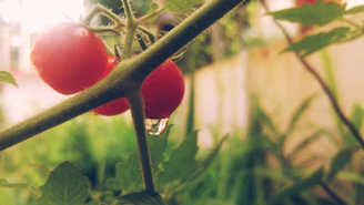 Close-up of ripe red tomatoes hanging on the vine under bright sunlight.