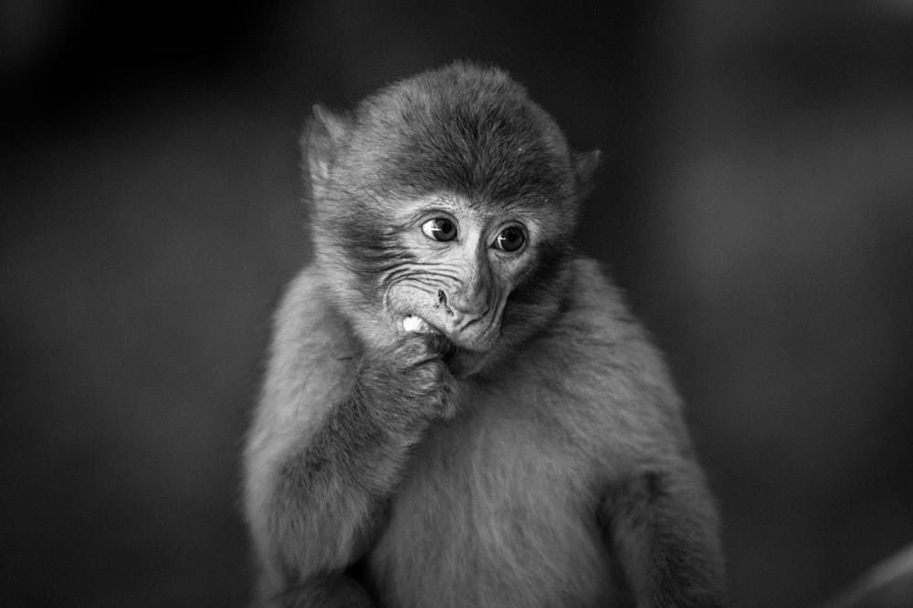 Flachfokus-Fotografie von Black Monkey