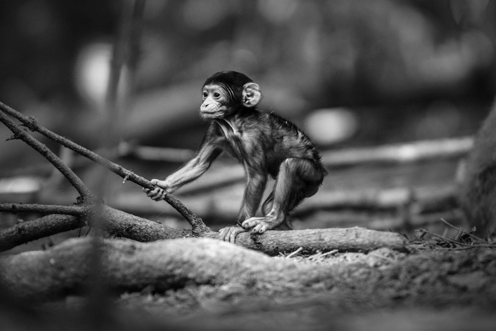 grayscale photography of monkey holding tree branch
