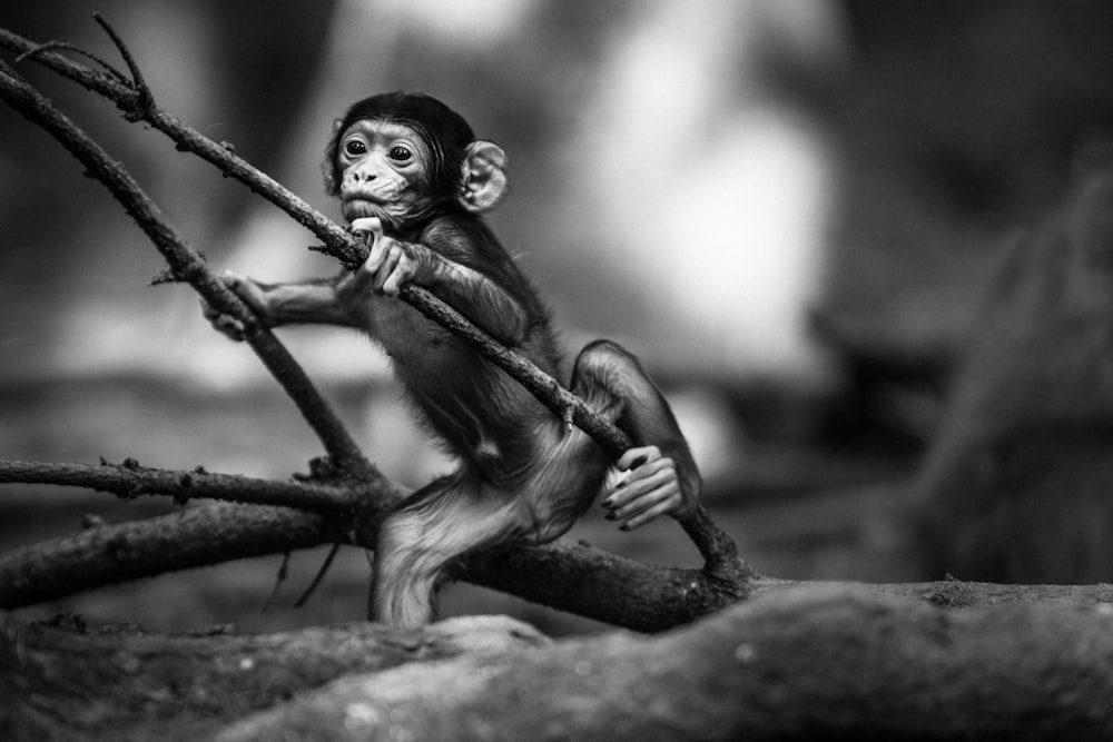 monkey holding branch of tree