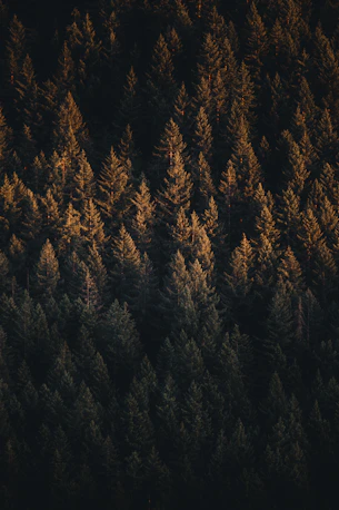 birds eye view of ground covered with trees