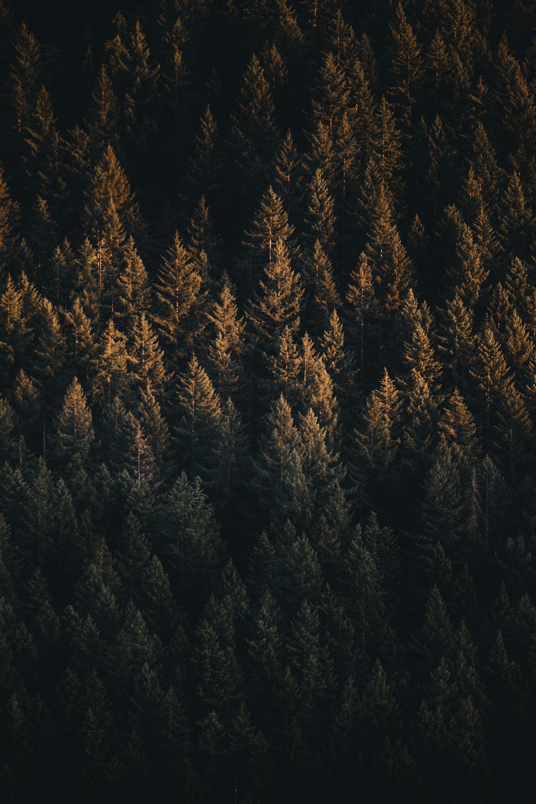 Forest photo spot Rattlesnake Lake Snoqualmie Pass