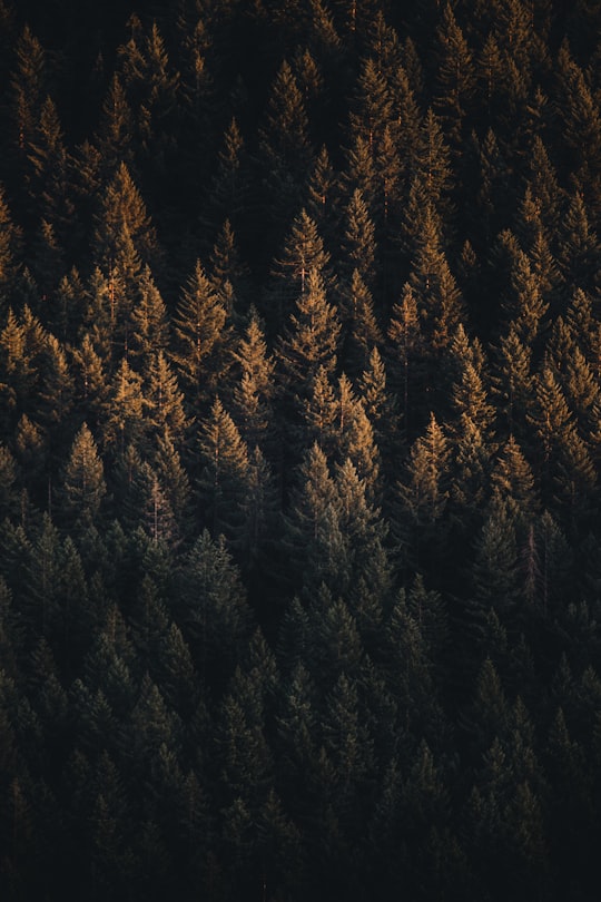 birds eye view of ground covered with trees in Rattlesnake Lake United States