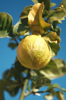 Close-up of a ripe lemon hanging on a leafy branch under bright sunlight.