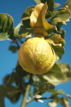 A close-up of a ripe lemon hanging on a leafy branch under bright sunlight.