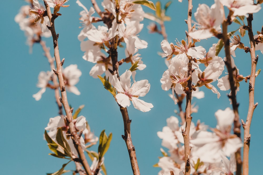 closeup photo white petaled flowers