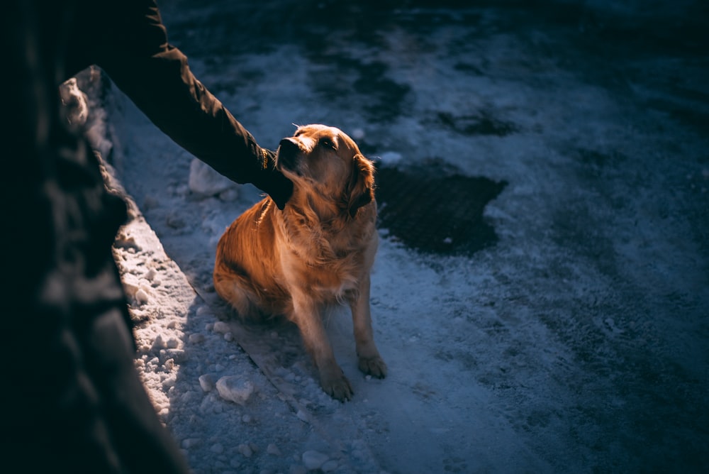 person holding tan dog sitting on rough white terrain's neck
