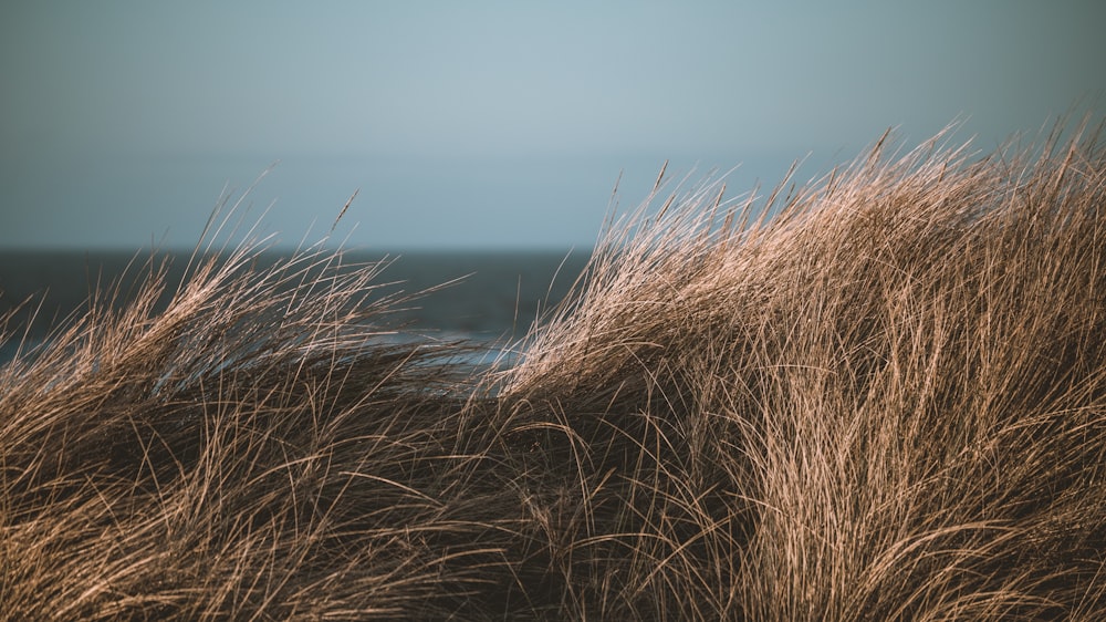 the grass is blowing in the wind on the beach