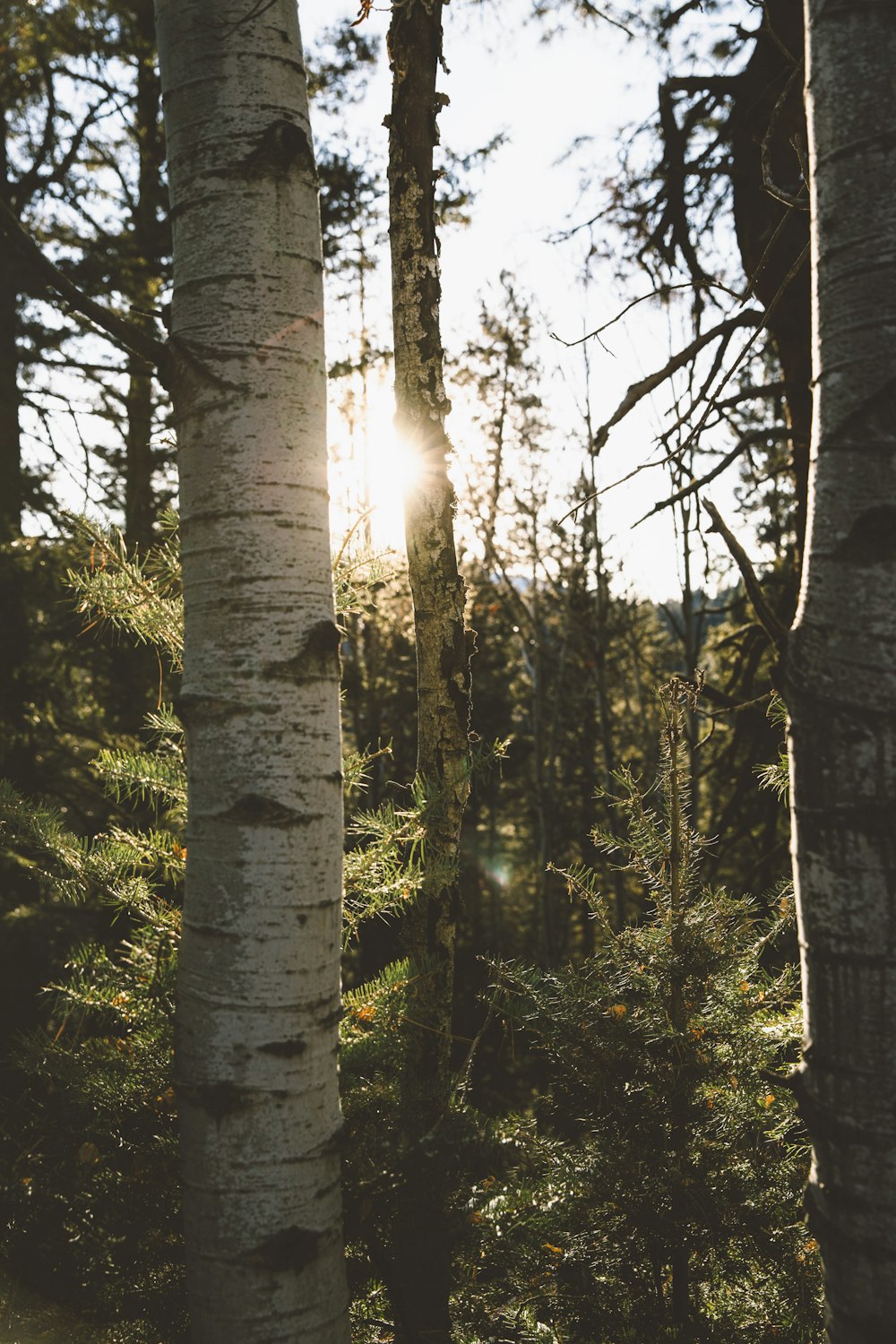 Photo d’arbres à mise au point peu profonde pendant la journée