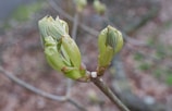 A close-up view of two green buds on a branch, beginning to open and reveal delicate leaves. The background is blurred, highlighting the focus on the new growth.