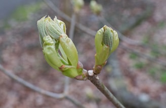 A close-up view of two green buds on a branch, beginning to open and reveal delicate leaves. The background is blurred, highlighting the focus on the new growth.