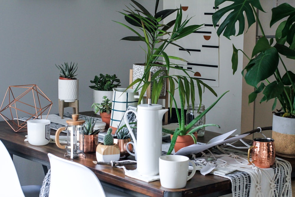 Lot de plantes à feuilles vertes sur table en bois brun