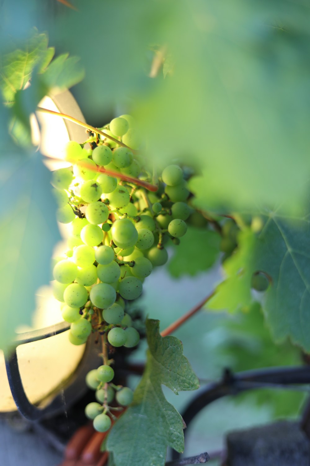 green grapes in close up photography