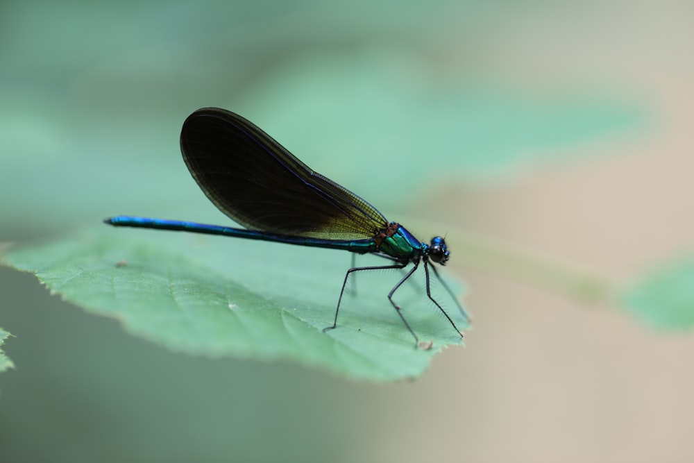 green damselfly perched on green leaf in close up photography during daytime