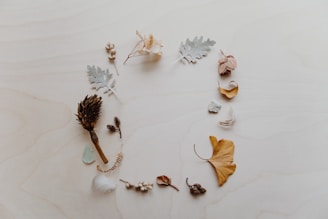 A close-up of diverse botanical ingredients arranged artfully on a wooden surface.