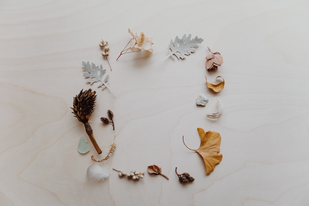 flat lay photogprapy of leaves
