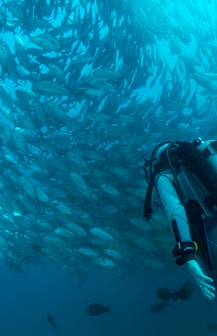 scuba diver watching school of gray fish underwater