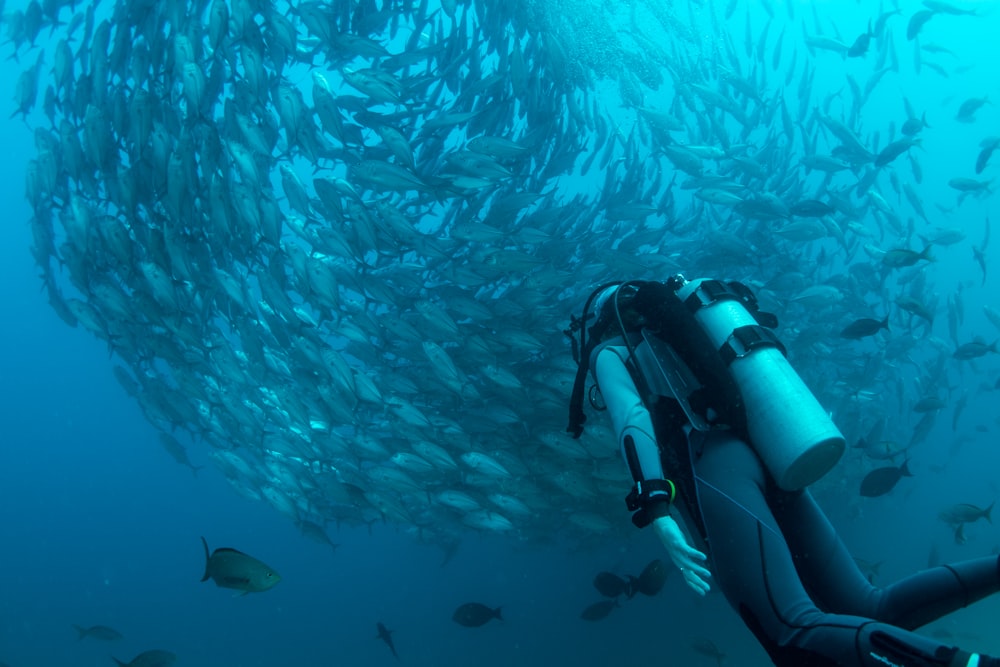 mergulhador observando escola de peixes cinzentos debaixo d'água