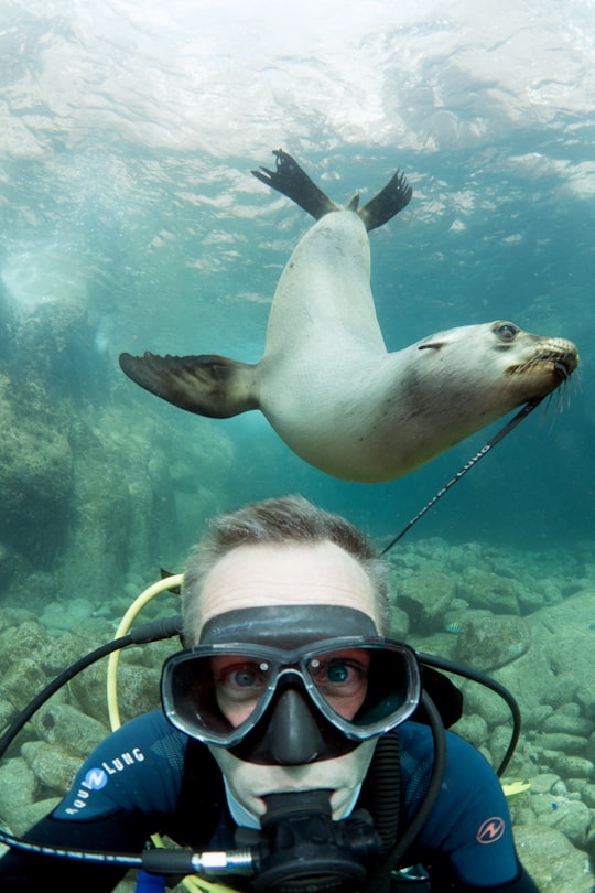 seal and man underwater in La Paz Mexico
