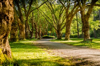 photo of empty park during daytime