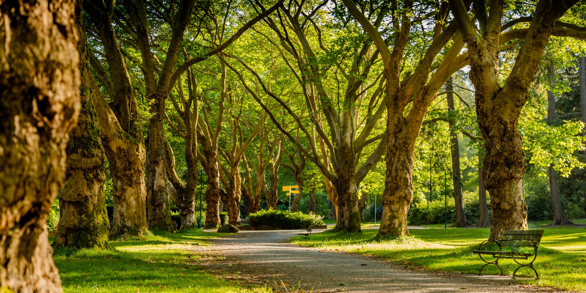 Cover Image for Mindful Walking in Rotterdam Parks