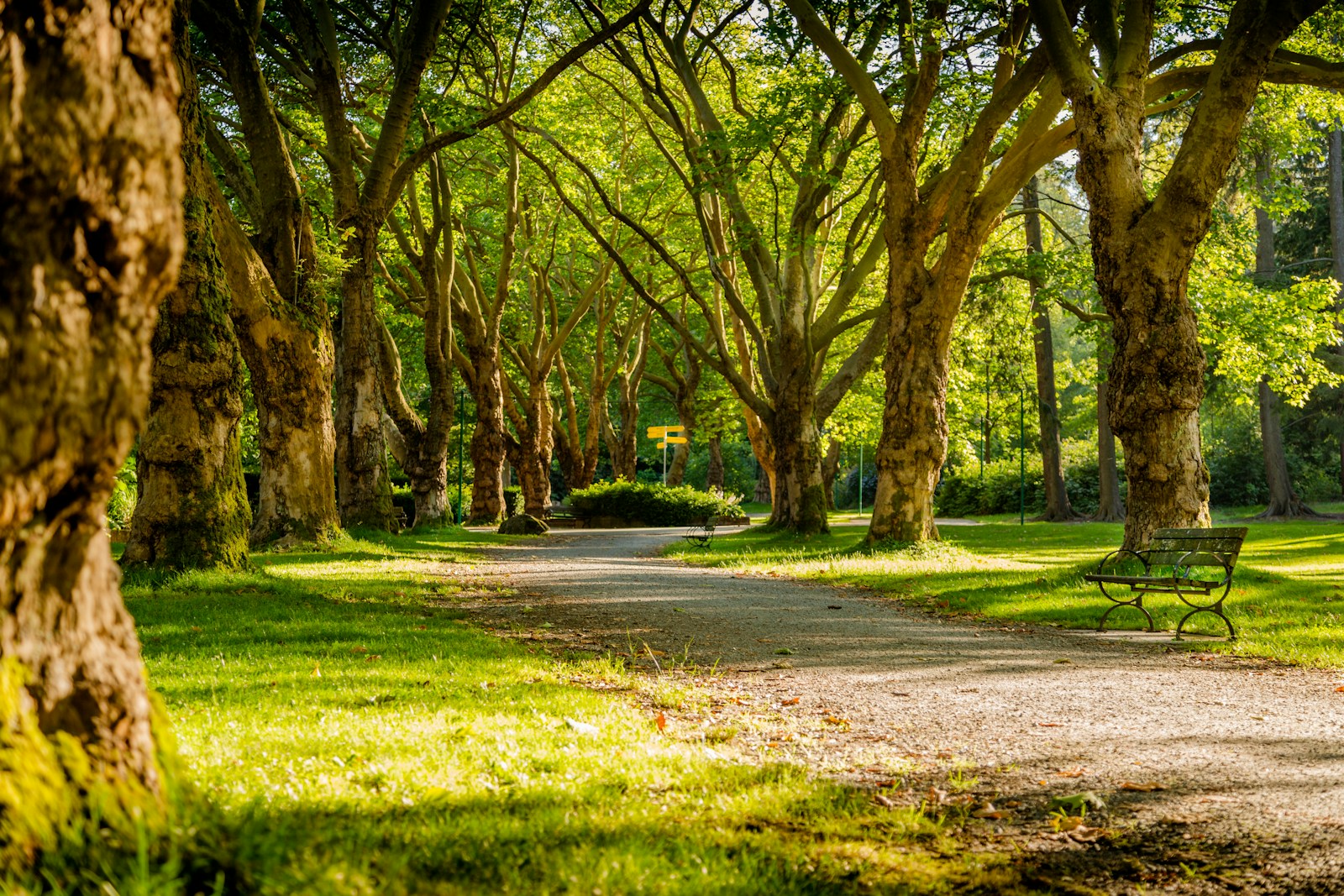 a gravel path leading through a tree canopy with dappled light