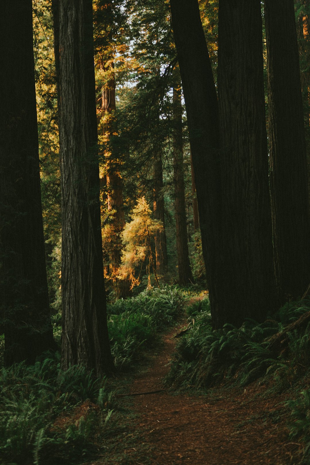 Forest photo spot Redwood National Park - Kuechel Visitor Center California