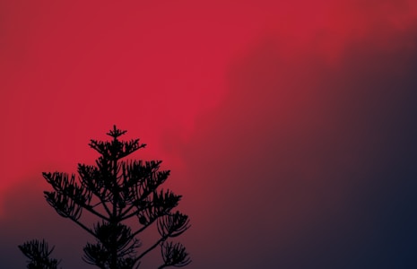 Silhouette tree against dramatic red sky showing duotone landscape photography