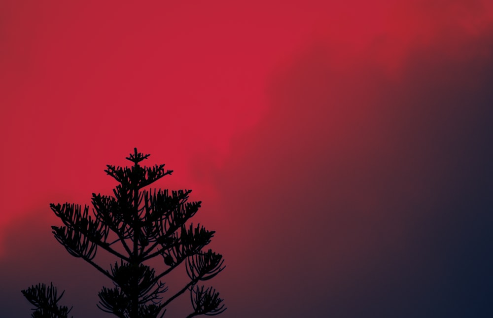 silhouette of tree under red sky