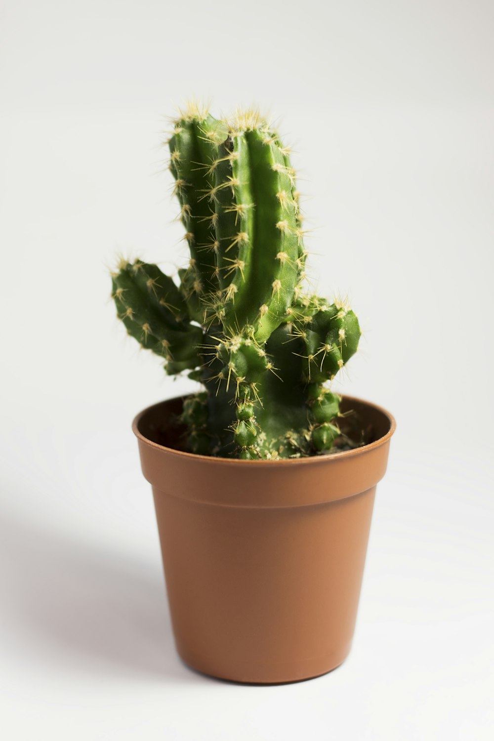 plante de cactus verts en pot