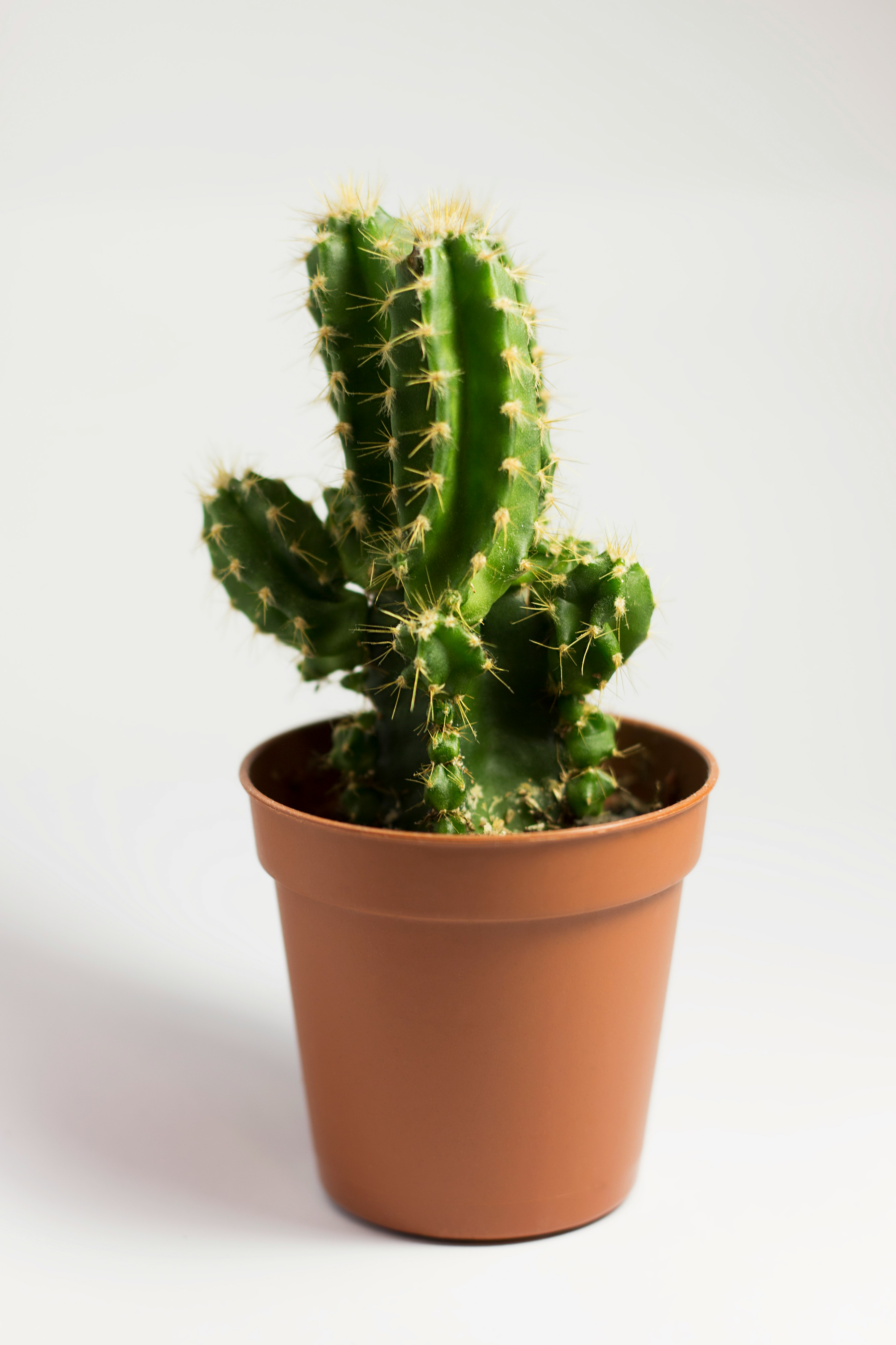 Benefits of Cactus Plant For Skin