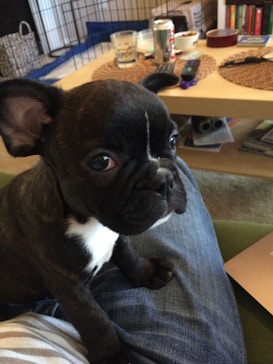 A small black and white French Bulldog puppy sits on a person's lap. The background features a living room setting with a table holding several items, including a soda can, remote controls, and books. The puppy looks alert and slightly to the side, highlighting its large eyes and pointed ears.