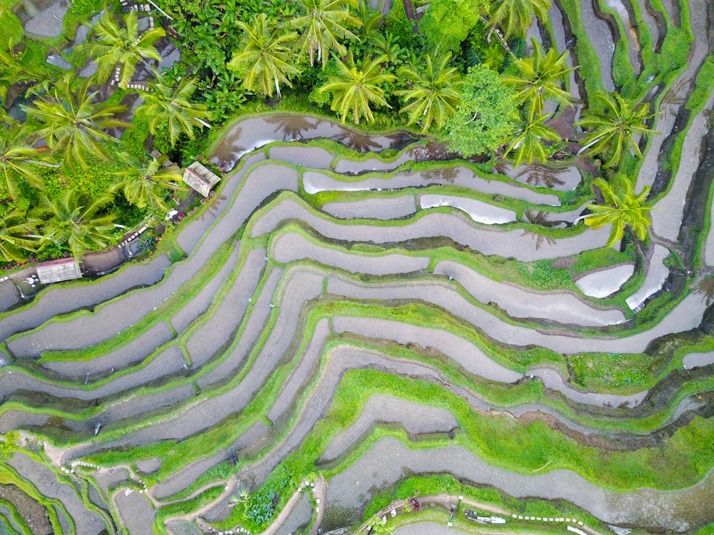 aerial view of palm trees