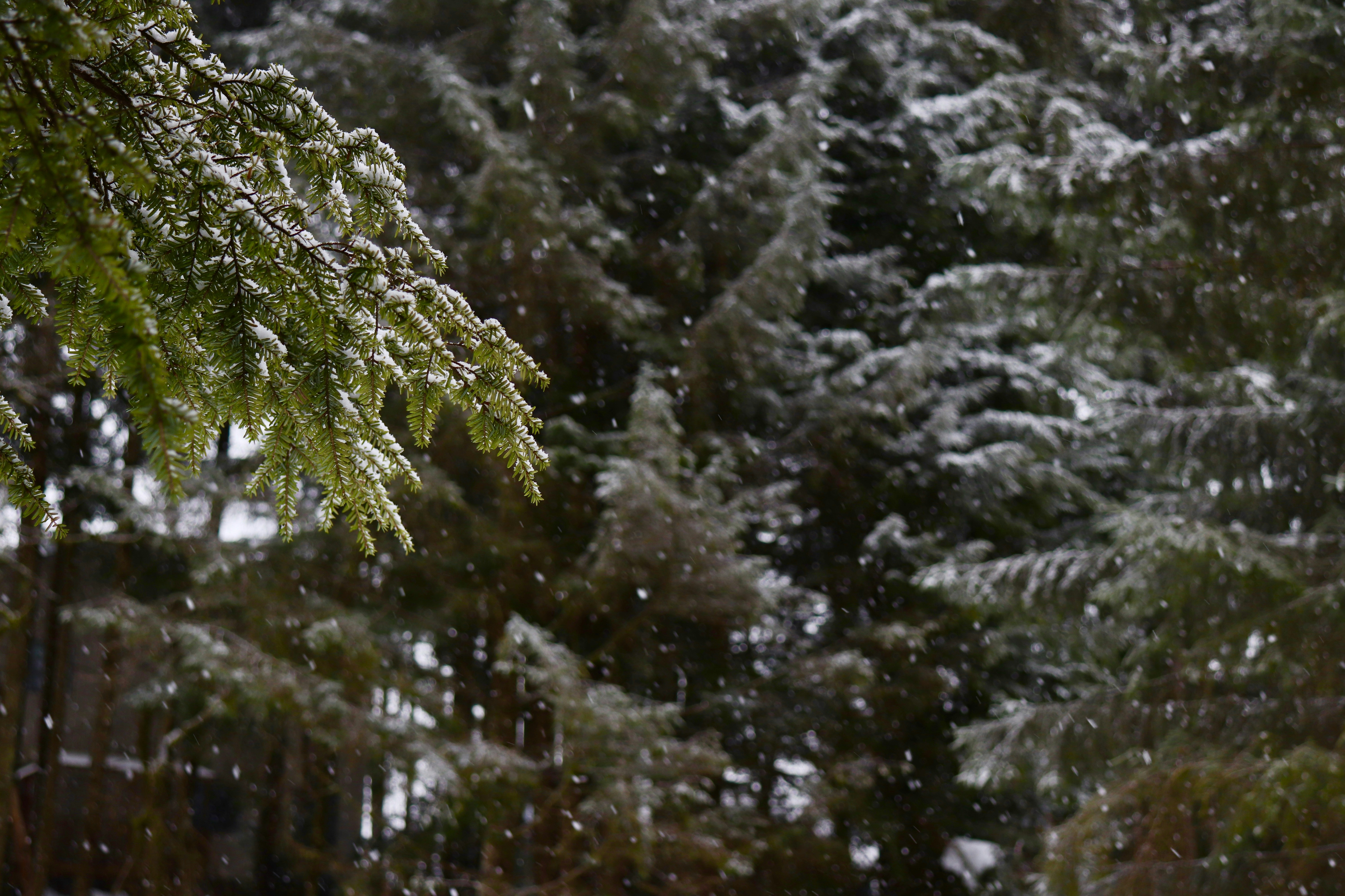 Photo by kateivoryphotoworks