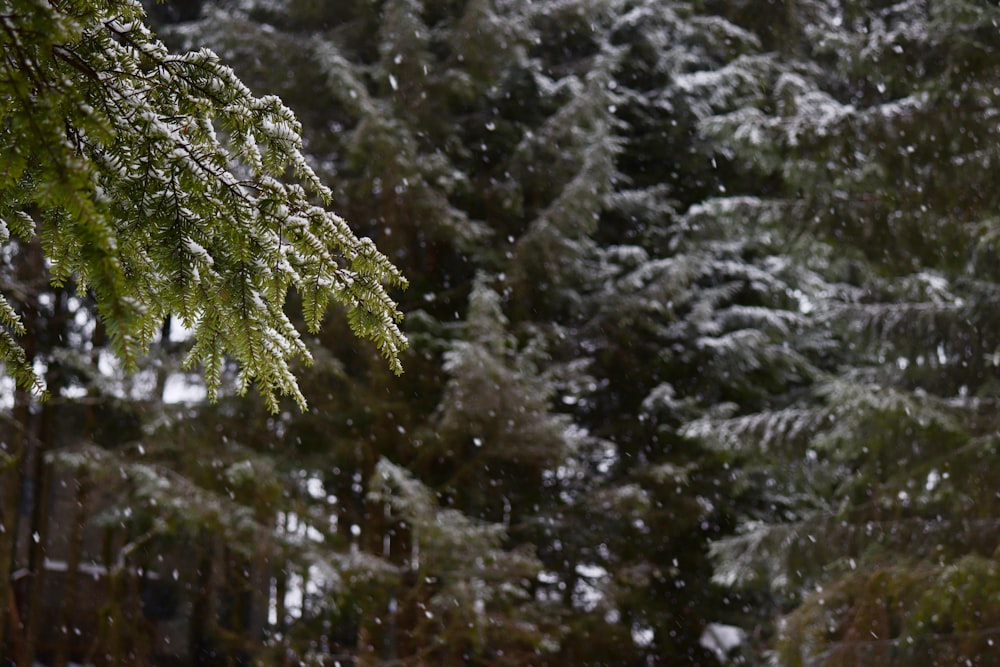 Fotografía de enfoque superficial de pinos cubiertos de nieve