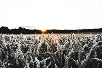 A wheat field stretches across the foreground under a bright sky. The sun is setting or rising in the distance, casting a warm glow over the horizon. The ears of wheat are prominently featured, showing their varied textures and colors.