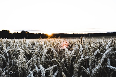 A wheat field stretches across the foreground under a bright sky. The sun is setting or rising in the distance, casting a warm glow over the horizon. The ears of wheat are prominently featured, showing their varied textures and colors.