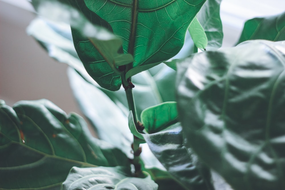 selective focus photography of green leafed plant